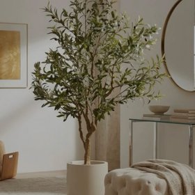 Rootless Plants