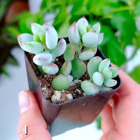 Succulents Box
