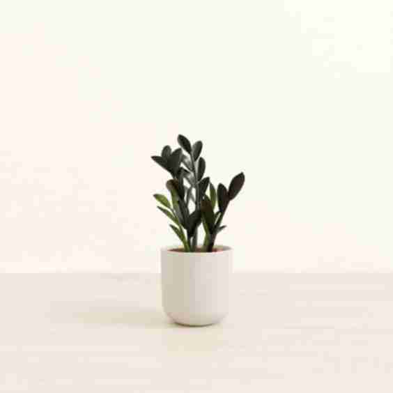  ZZ Plant
