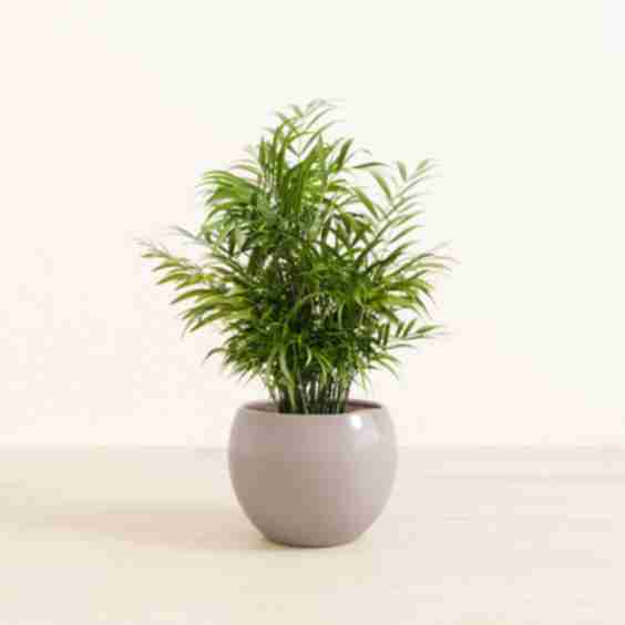 Parlor Palm Plant