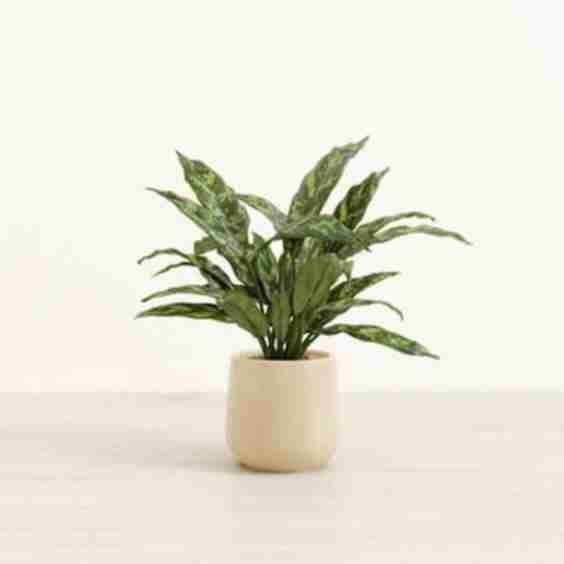 Chinese Evergreen