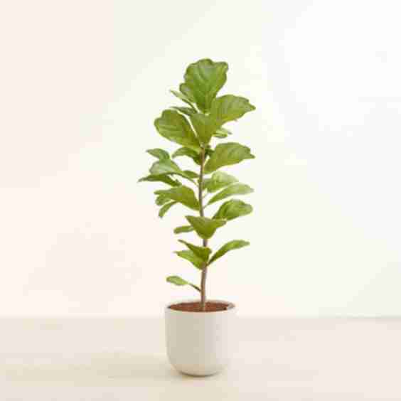 Fiddle Leaf Fig Tree