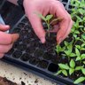 Seed Savers Exchange
