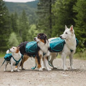 Non-stop Dogwear