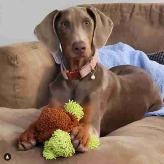 Mighty Dog Toys Reviews