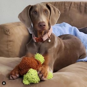 Mighty Dog Toys