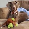 Mighty Dog Toys