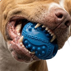 Haus Of Dog