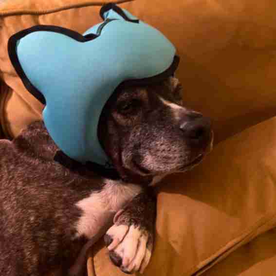 PAWNIX Reviews