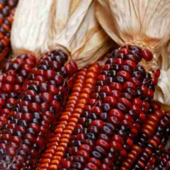 Farm.hand.seeds Reviews