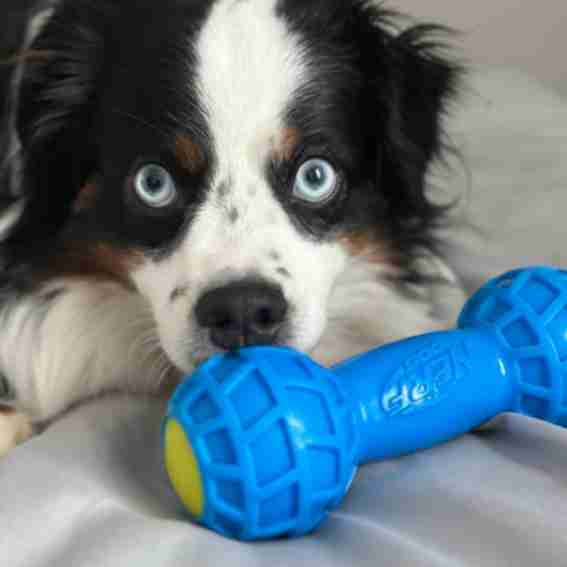 Nerf Pet Reviews