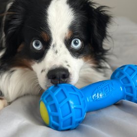 Nerf Pet