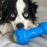 Nerf Pet
