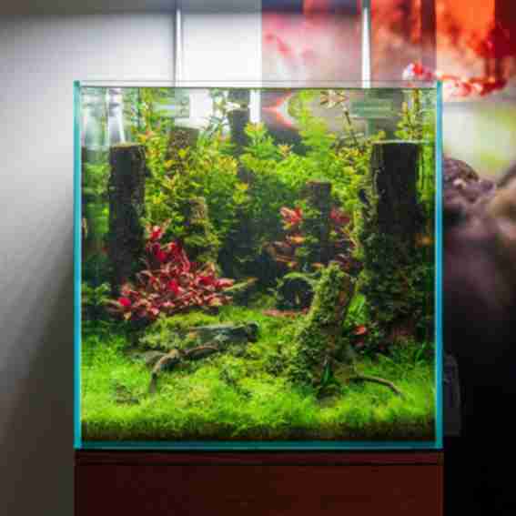 Buce Plant Reviews