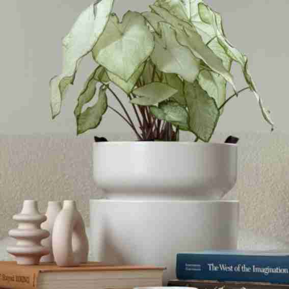 Tendril Reviews