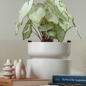 Tendril