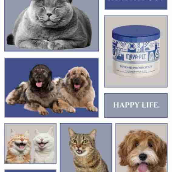 Maya Pet Reviews