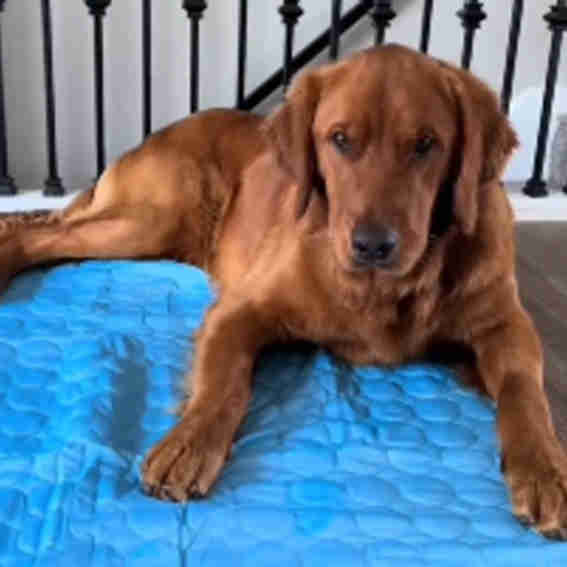 PupMemorial Reviews