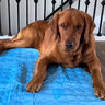 PupMemorial