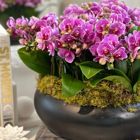 Skye Flowers