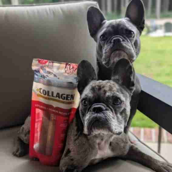 Petmate Reviews