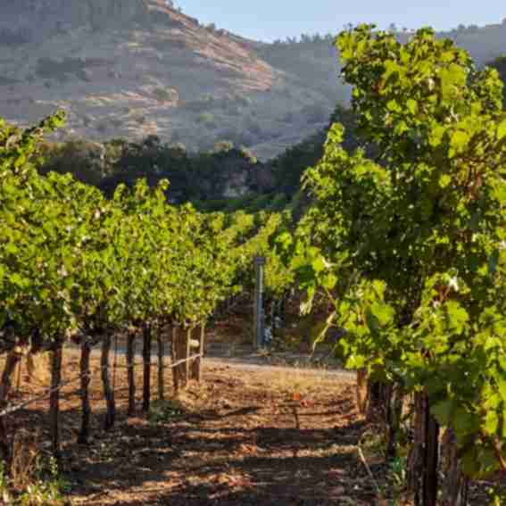 Stag's Leap Wine Reviews