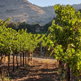 Stag's Leap Wine