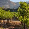 Stag's Leap Wine