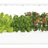 Click and Grow