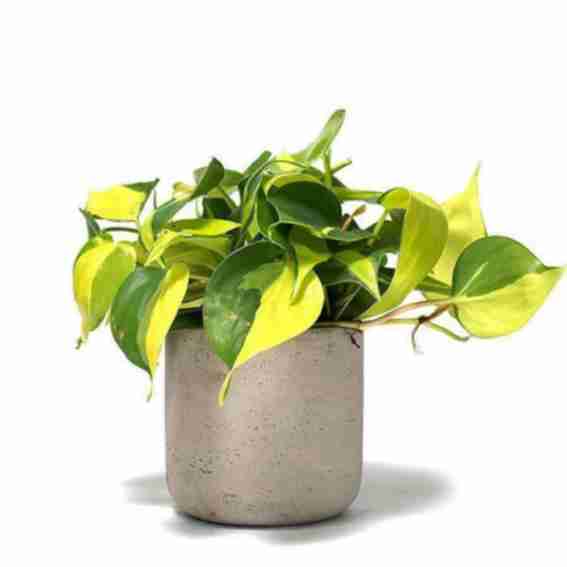 Desk Plants Reviews