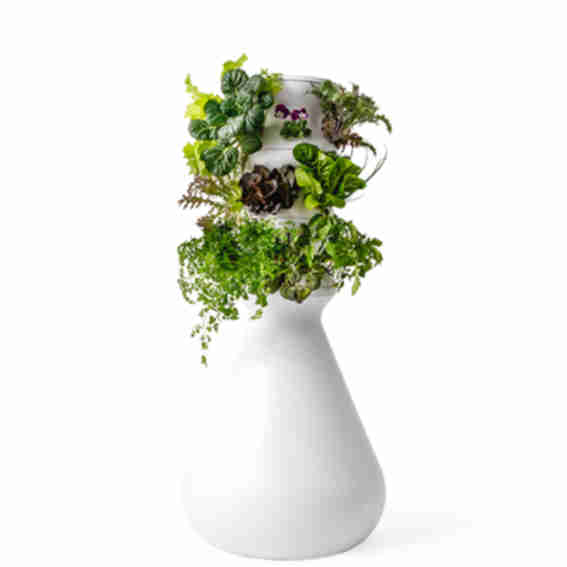 Lettuce Grow Reviews