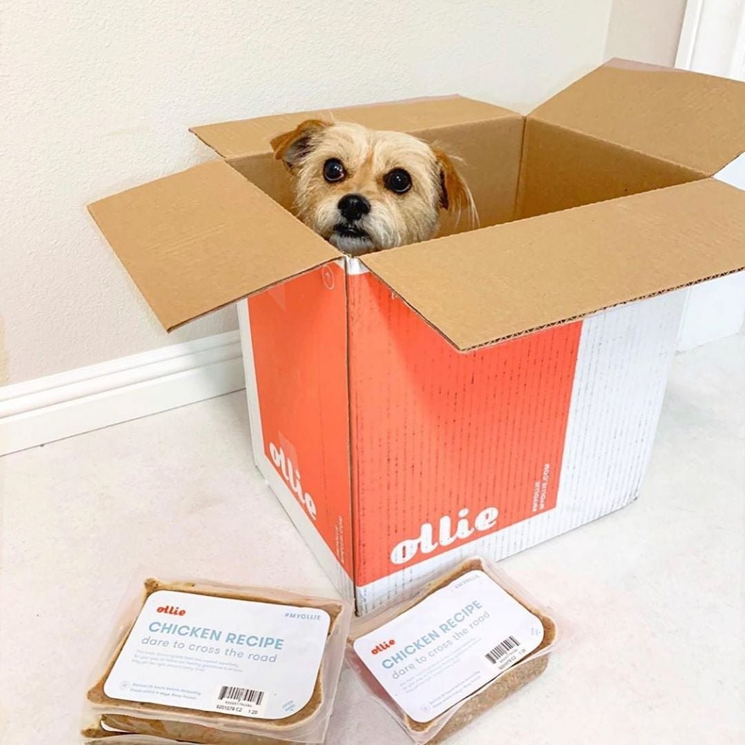 Ollie Reviews 2024 Read Before You Buy Thingtesting