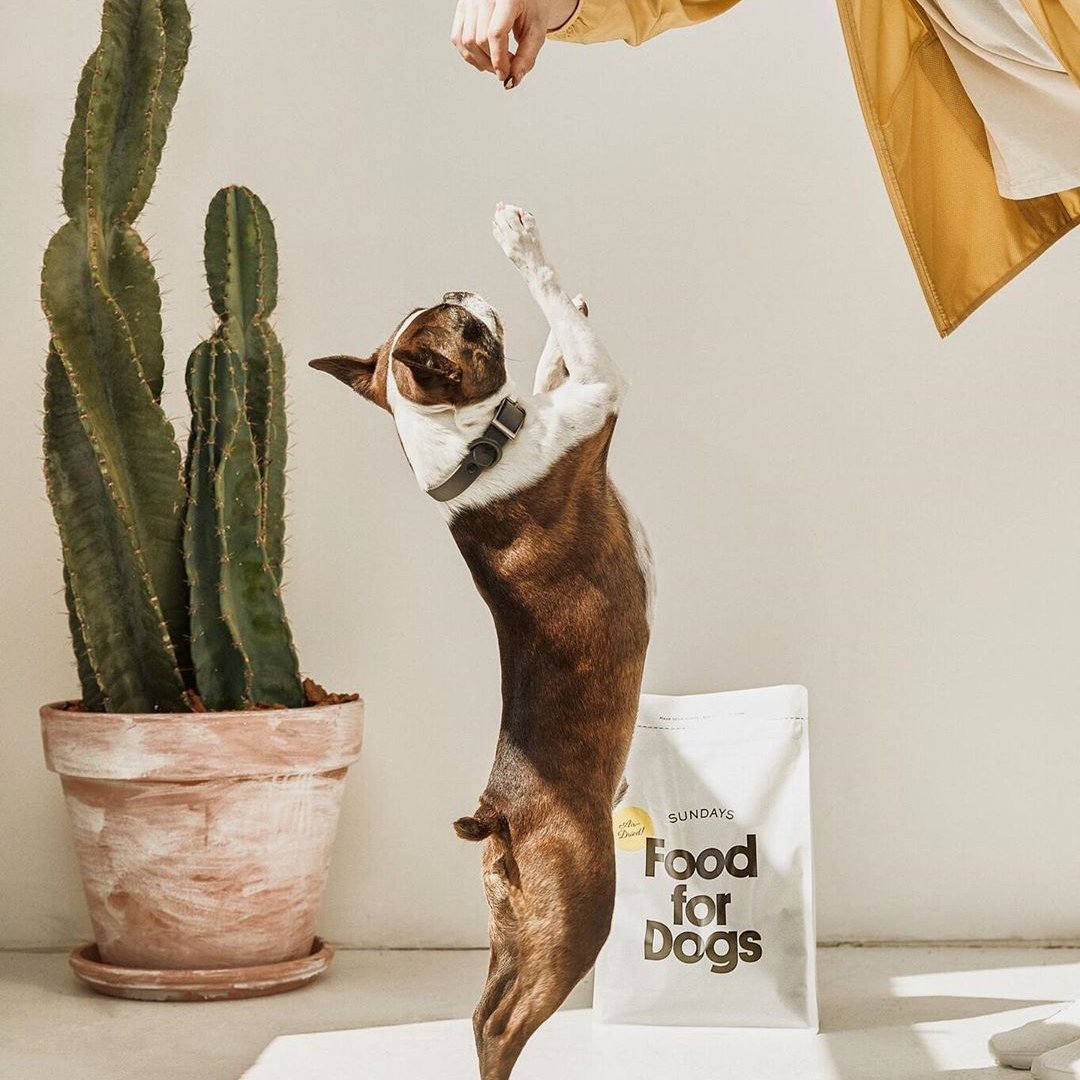 Sundays Reviews 2024 Read Before You Buy Thingtesting