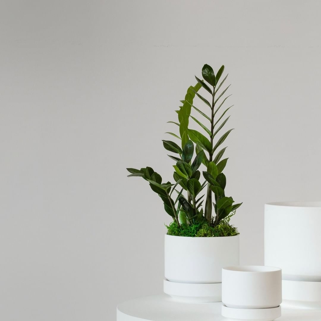 Léon & Reviews 2024 Read Before You Buy Thingtesting