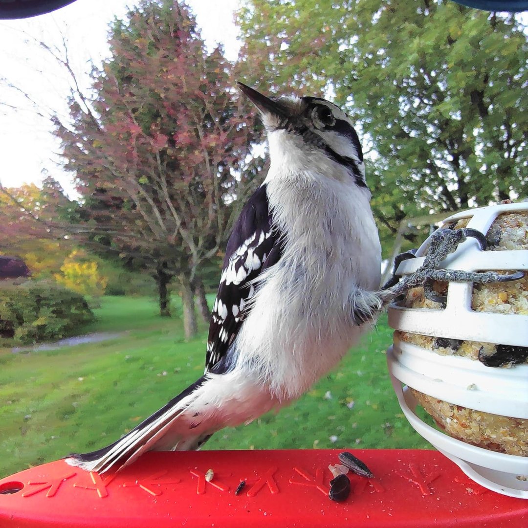 Bird Buddy Review: Birding Made Easy