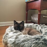 Carolyn S's review of tuft + paw