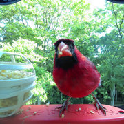 Bird Buddy Review — This Bird Feeder is My Favorite Product of the