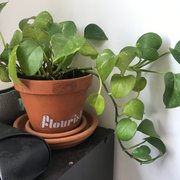 Kim G's review of Flourish Plant