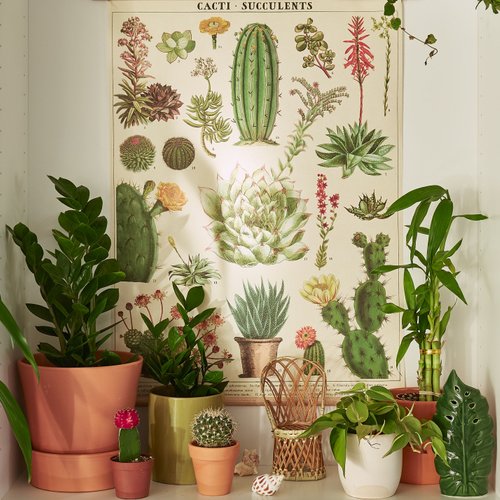 House Plant Shop