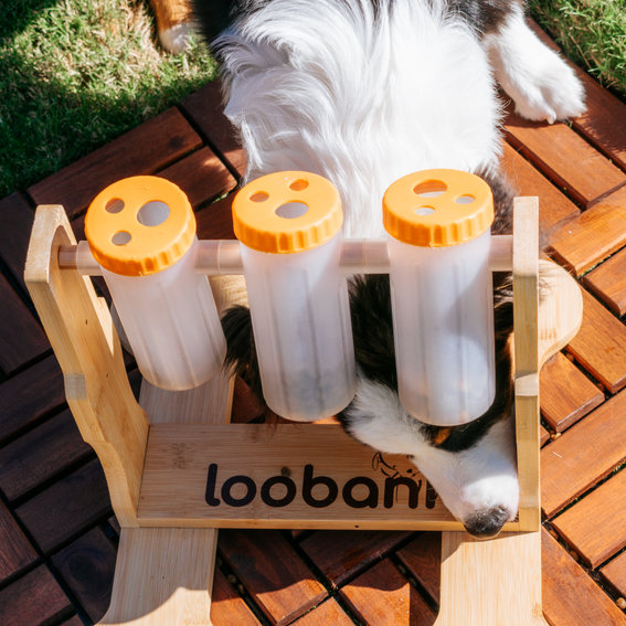 LOOBANI Interactive Puzzle Dog Toys 