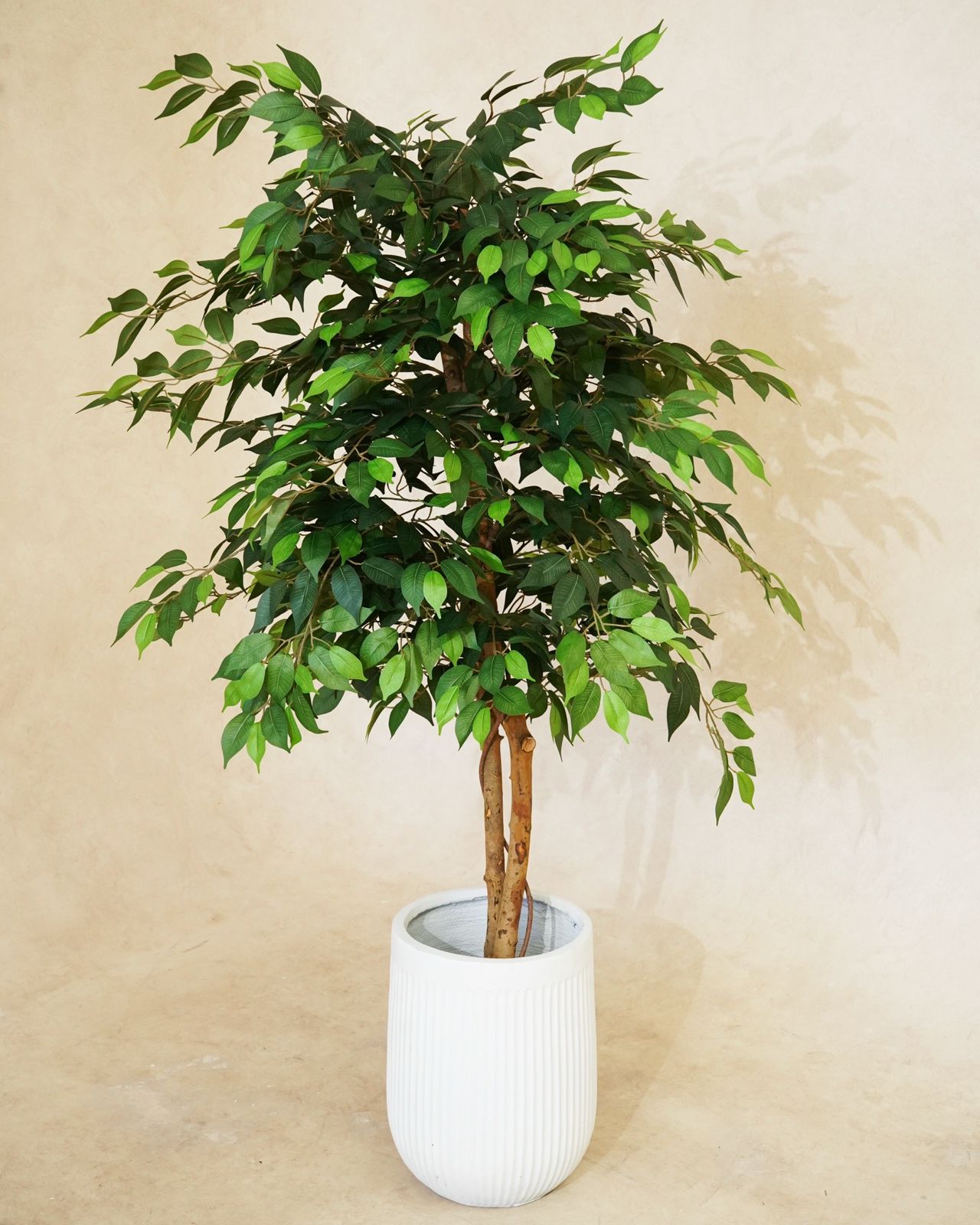 Faux Luxe Ficus Tree 180 cm