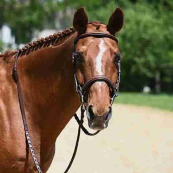 Hunter Origin Anatomic Bridle