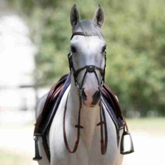 Origin Anatomic Figure 8 Noseband Bridle