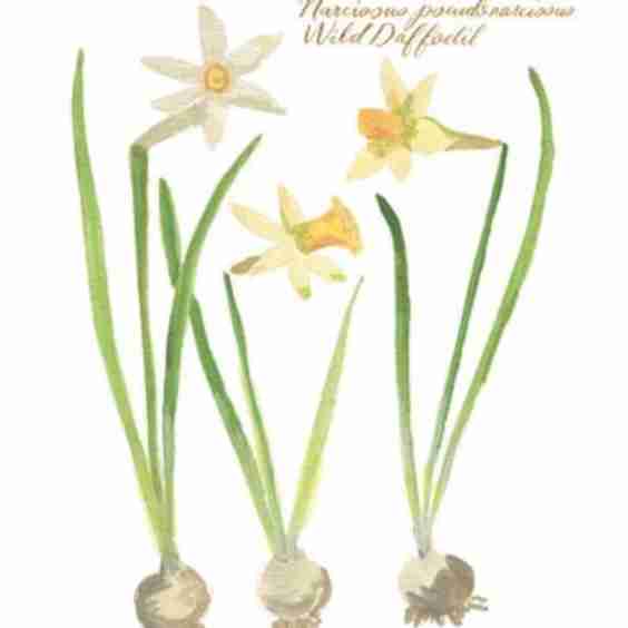 Botanical No. 2, Wild Daffodil Art
