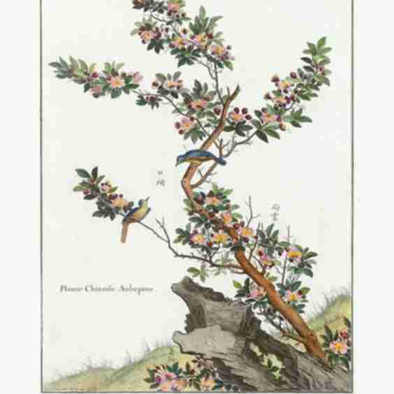 Chinese Plant Engraving Hawthorn Art