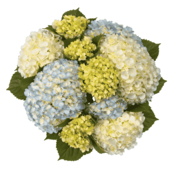20 Stems Of Assorted Color Hydrangeas