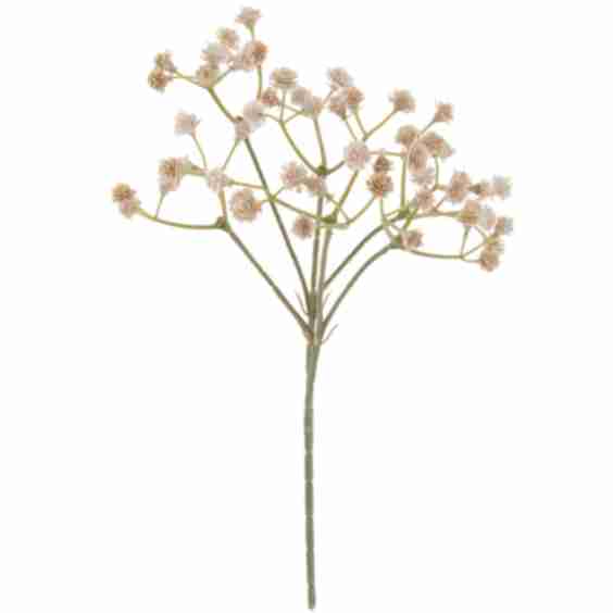 Gypsophila Pick