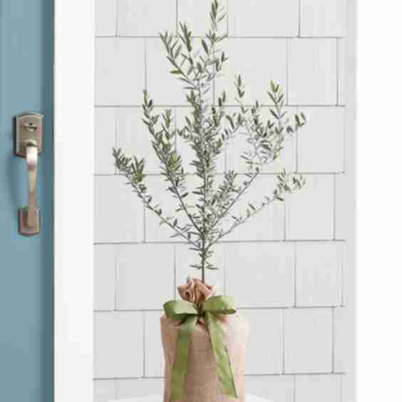 Olive Tree