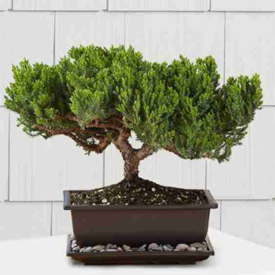 Juniper Bonsai