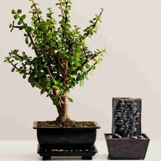 Dwarf Jade Bonsai